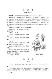 白狼毒图册