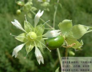 白牛膝