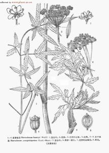 白牛胆亦山白芷