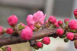 白毛委陵菜图册