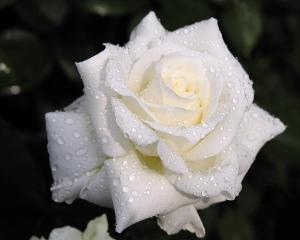 白残花