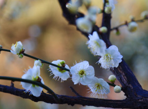 白梅花