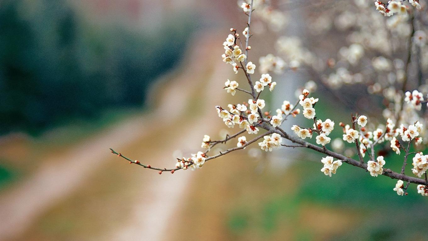 白梅花