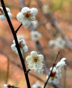白梅花组图
