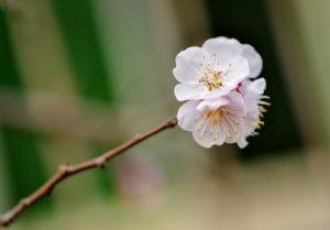 白梅花