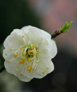 白梅花
