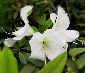 白杜鹃花
