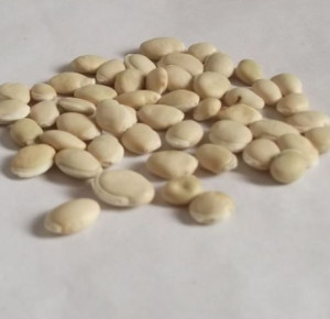 白扁豆