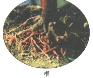 白冷草