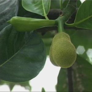 波罗蜜树液图册