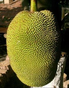 波罗蜜树液图册