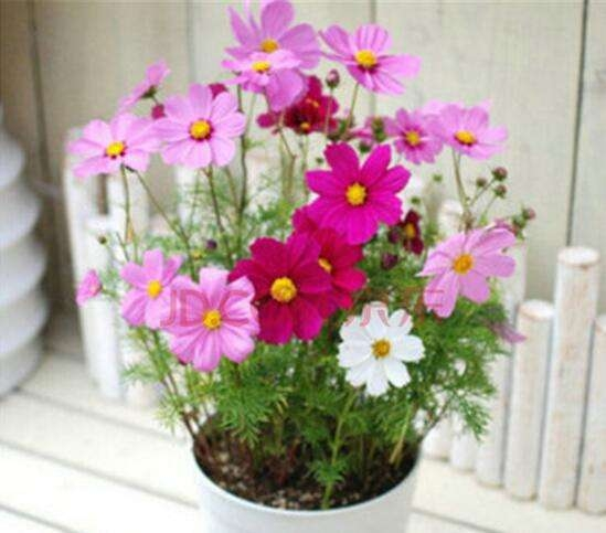 波斯菊