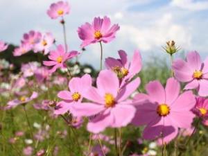 波斯菊