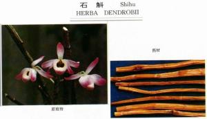 本植物的根皮(柏根白皮),树枝