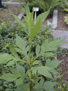 柏勒儿茶（茎）