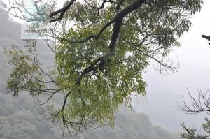 柄果槲寄生