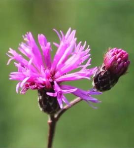 斑鸠菊