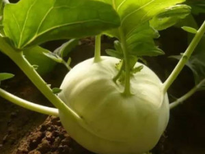 球茎甘蓝