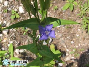 扁蕾图册