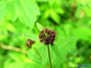 变豆菜
