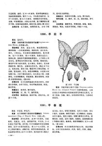 半拉子图册