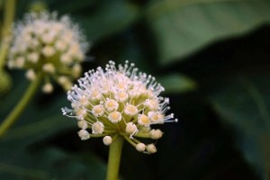 八角金盘