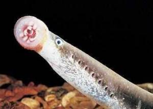 七鳃鳗