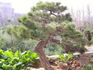 八仙草