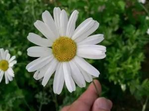 白花除虫菊