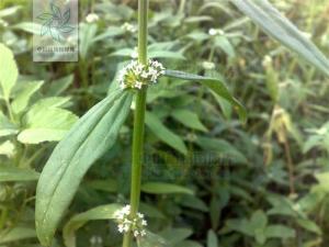 长节耳草