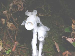 长白假水晶兰图册