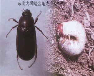 虫害防治