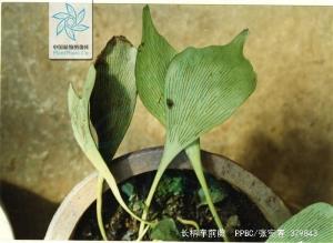 长柄车前蕨图册
