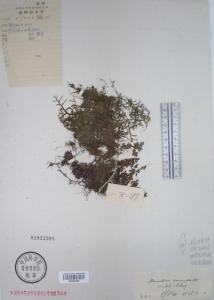 长柄蕗蕨图册