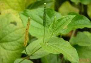 长果荜茇图册