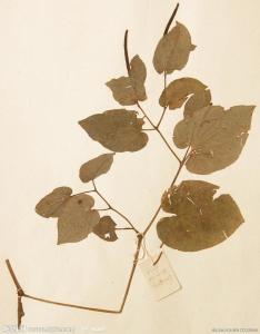 长果荜茇图册