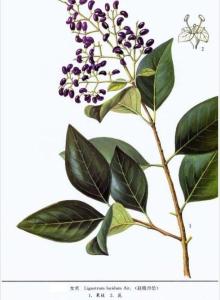 长果荜茇图册