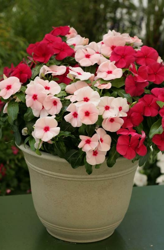 长春花