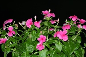 长春花