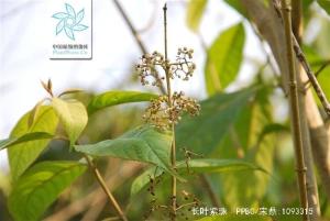 长叶紫珠图册