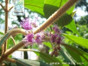 长叶紫珠图册