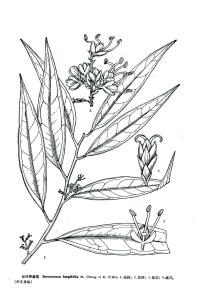 长叶柄野扇花图册