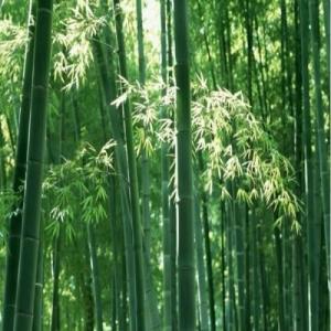 长叶山竹子图册