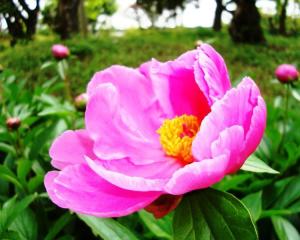 赤芍