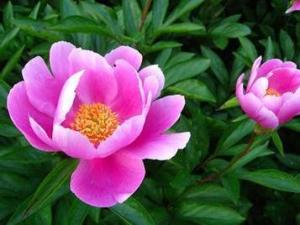 赤芍