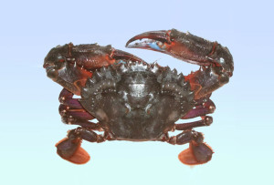 赤甲红