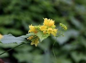 赤瓟花儿