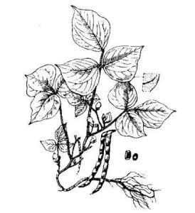 原植物-赤豆(图2)