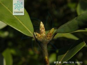 豺皮樟图册