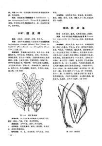 豺皮樟图册
